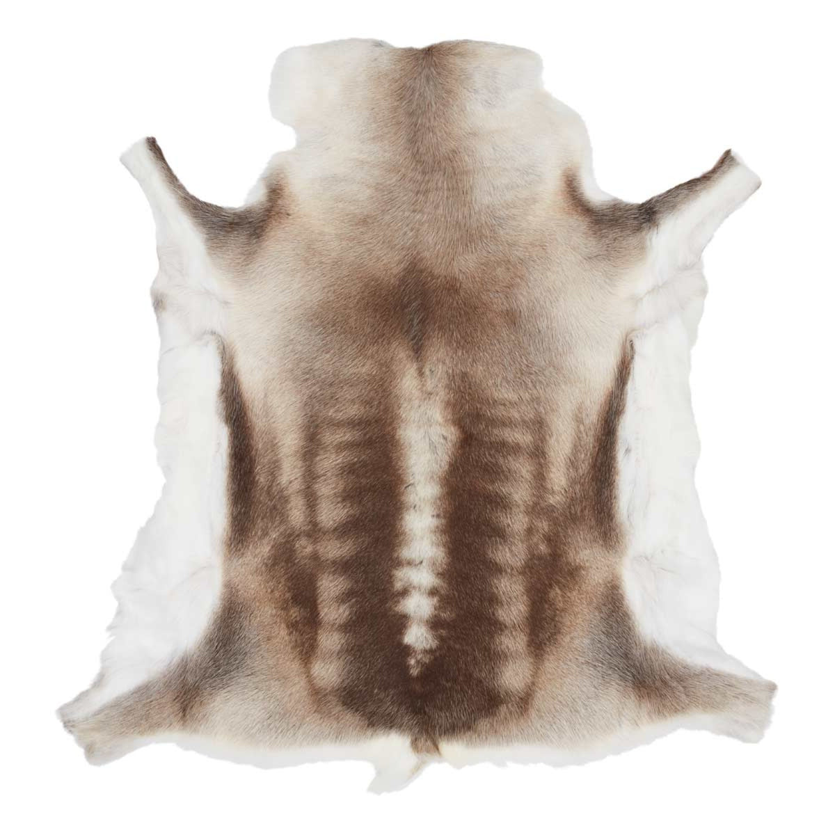 Skóra Renifera | 70x110 cm